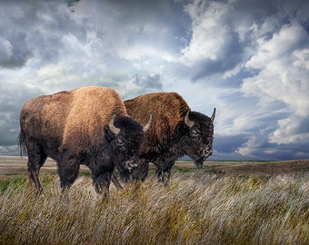 Buffalo Herd on the Prairie Photograph, American Bison Wildlife Photography, Western American Icon, Landscape Photograph, Wall Decor Art