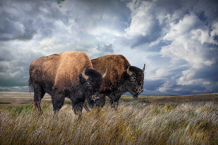 Buffalo Herd on the Prairie Photograph American Bison | Etsy México