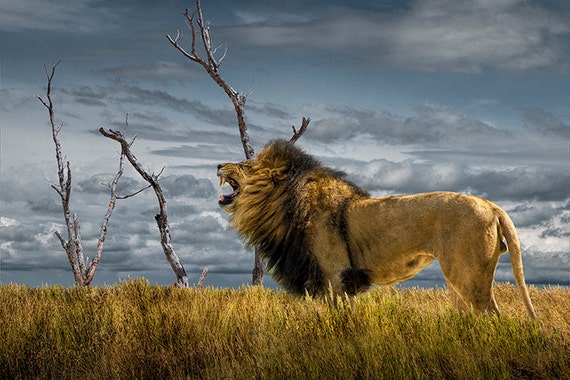 African Lion King Of Beasts Roaring Lion African Landscape Etsy African Lion King Of Beasts Roaring Lion African Landscape Etsy