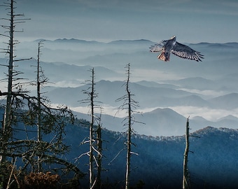 Red Tailed Hawk, Smoky Mountains, Hawk Flight, Soaring Hawk, Mountain Forest, Foggy, Smoke, Predatory Bird, Bird Photography, Photograph