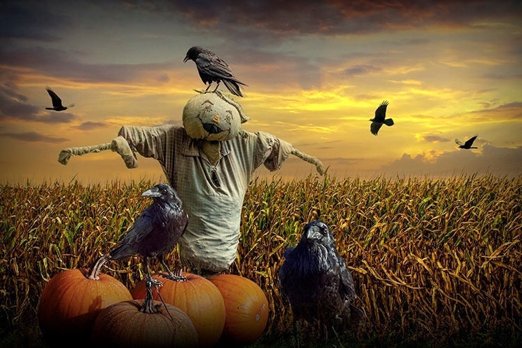 Halloween Scarecrow Photograph: Cornfield, Crows, Pumpkins, Sunset