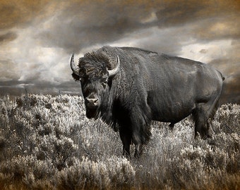 Buffalo Photo, Yellowstone, National Park, Wyoming  Landscape, American Bison, Wildlife  Photograph, Animal Fine Art, Nature Photograph