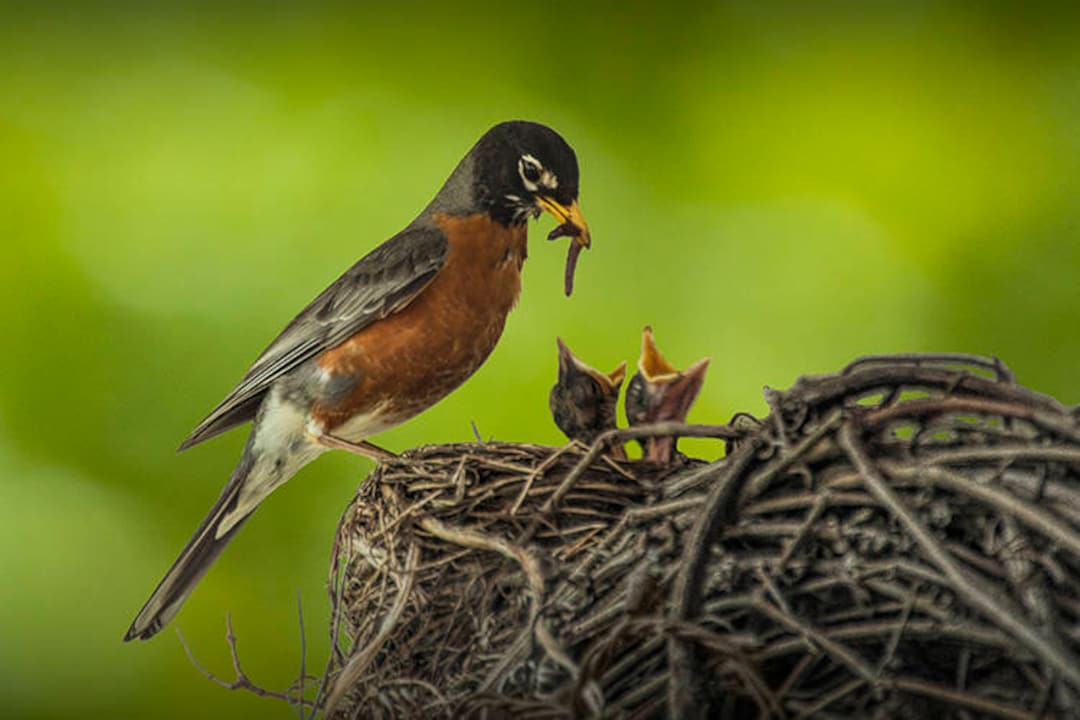 Red Robin, Bird Nest, Robin Nest, Mother Bird, Baby Birds, Bird Feeding,  Earth Worm, Michigan Photography, Bird Fine Art, Nature Photography -   Canada