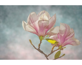 Magnolia Tree Flower Blossom Art, Contemporary Modern Art Flower Image, Flower Nature Photograph, Home Office Wall Decor, Canvas Wraps