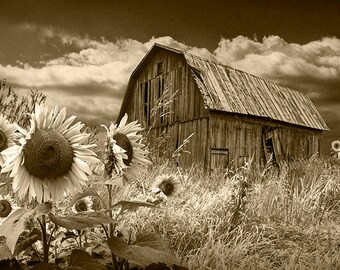 Sunflower Field and Red Barn Photography: Americana Landscape