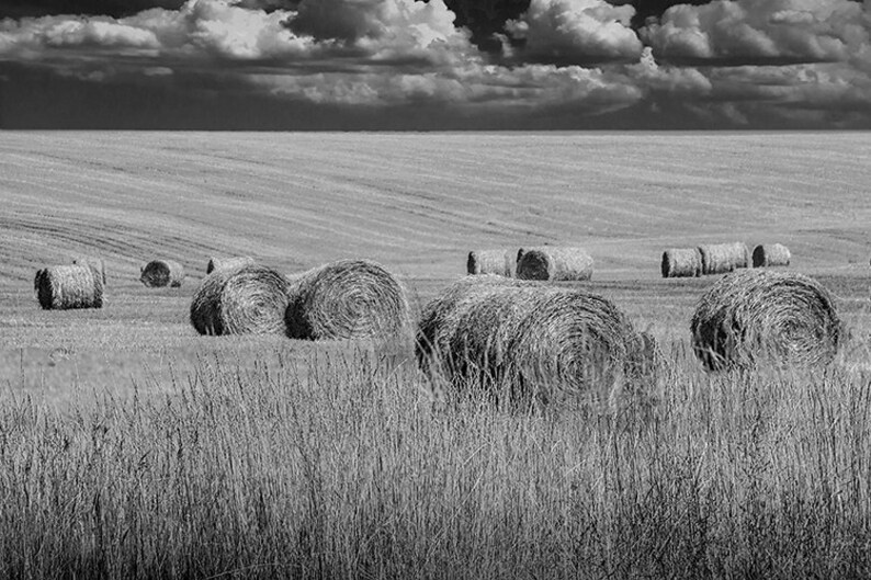 Straw Hay Bales In Black And White On A Summer Harvest Field Etsy