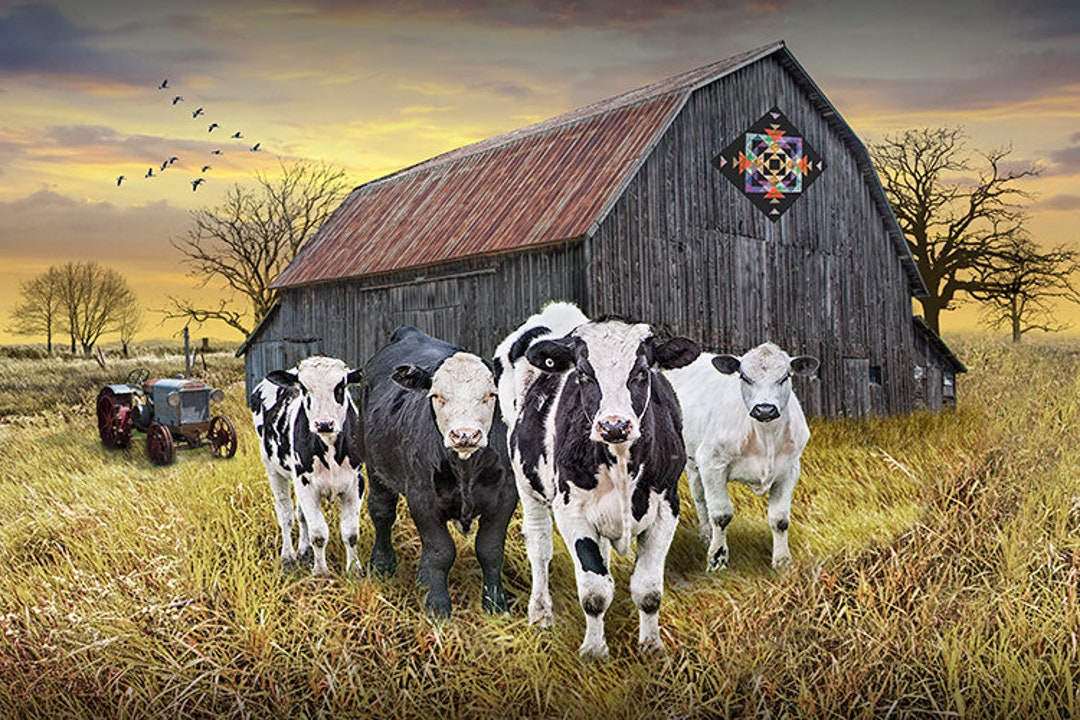 Rustic Cow Barn Rustic Farmhouse Photograph: Cattle, Barn, and Quilt Art - Etsy