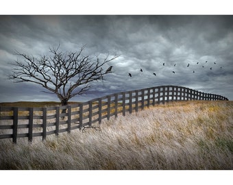 Black Fence with Flying Crows over a Field, Murder of Gothic Black Crows, Storm  Clouds with Tree, Raven Flight Photograph Wall Decor Art