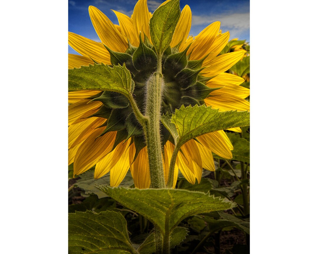 Back of a Sunflower in a Field Near Rockford Michigan No.171 A Fine Art