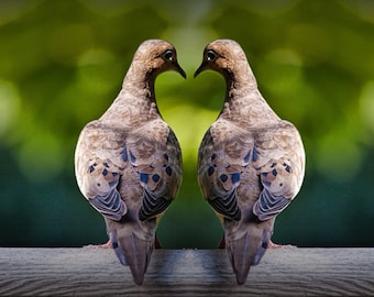 Love Doves, Love Birds, Cadeau pour elle, Valentine Heart, Saint Valentin, Art print, Valentine Couple, Mourning Doves, Bird Photograph