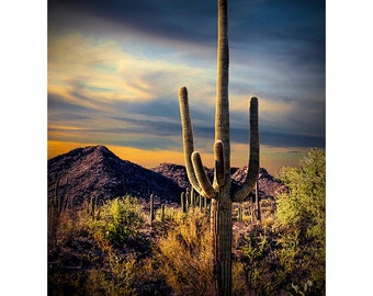 Saguaro Cactus at Evening, Saguaro National Park, Tucson Arizona, Saguaro Cacti, Desert Tree, Desert Landscape, Arizona Photograph