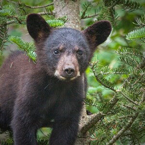 Black Bear Cub, Wildlife Photograph, Animal Art, Minnesota Wildlife, Vince Shute, Wildlife Sanctuary, Nature Photograph, Bear Art, Wall Art.