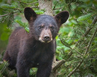 Black Bear Cub, Wildlife Photograph, Animal Art, Minnesota Wildlife, Vince Shute, Wildlife Sanctuary, Nature Photograph, Bear Art, Wall Art.