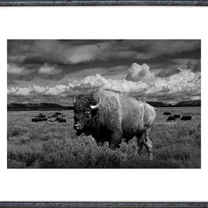 American Buffalo Art Print: Teton National Park Wildlife Photograph image 2