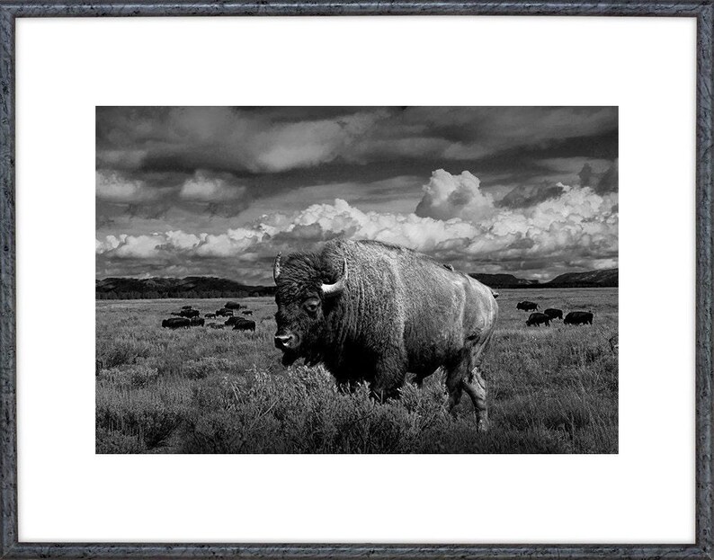 American Buffalo Art Print: Teton National Park Wildlife Photograph image 2
