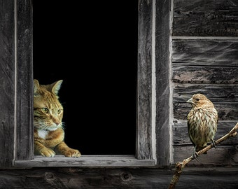 The Eyes are on the Sparrow, Cat eyeing a Bird from a Window No.2991 A Fine Art Animal Bird Nature Photograph