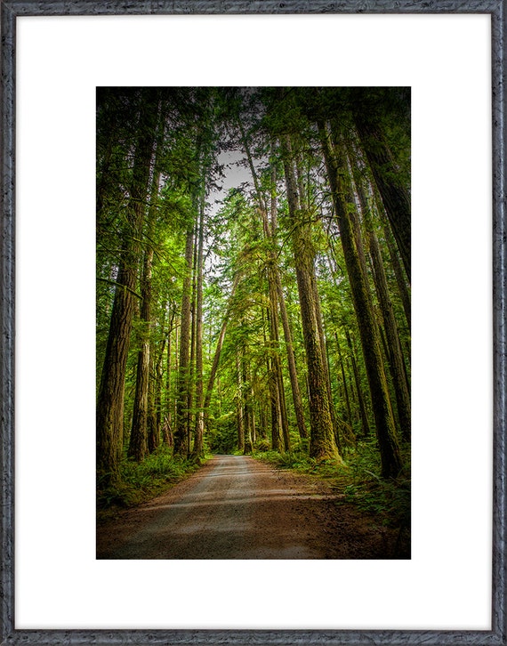 Rain Forest Vancouver Island Dirt Road British Columbia Etsy