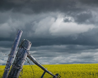 Canola Field, Seed Field, Canola Crop, Prairie Farm, Fence Corner, Southern Alberta, Canada Landscape, Fine Art, Landscape Photograph