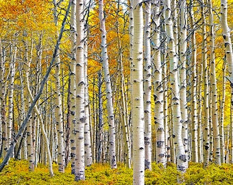 White Birch Trees in Autumn, Birch Tree Art, Birch Tree Grove, Autumn Trees, Aspen Trees, Birch Forest, Birch Art, Fall Scenic Landscape