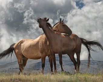 Horse Photograph, Saddle Horses, Mustang Horses, Western Horses, Montana Horses, Western Ranch, Horse Pasture, Western Art, Montana Photo