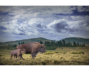 Mother and Child Buffalo, American Bison Calf, Yellowstone Buffalo Herd, National Park, Wyoming Wildlife, Landscape Art Decor Photograph