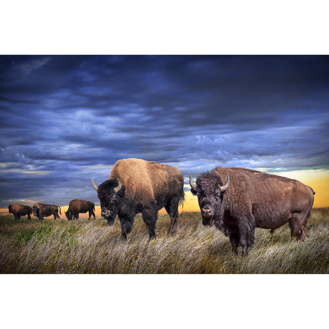 American Bison Photo Print: Prairie Sunset, Western Landscape Art - Etsy