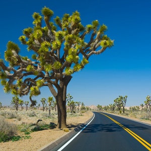 Joshua Tree, Joshua Tree National Park, San Bernardino Mountain, Mojave Desert, Yucca Palm, California Desert, Western Landscape, Wall Decor