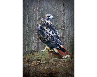 Red Tail Hawk Photography Print: Woodland Bird of Prey Wall Decor