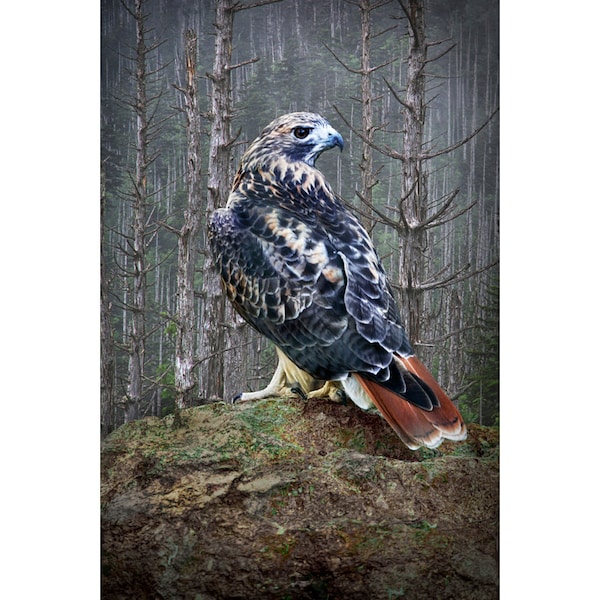 Red Tail Hawk, Red-Tail Predator, Bird Photography, Woodland Hawk, Wildlife Photography, Bird of Prey, Chickenhawk, Buteo Bird, Wall Decor