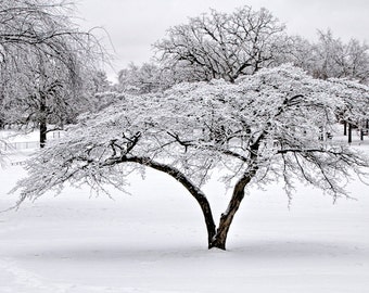 City Park Trees in White with Snow covered Branches in Garfield Park Grand Rapids Michigan No.0996 A Black and White Fine Art Photograph