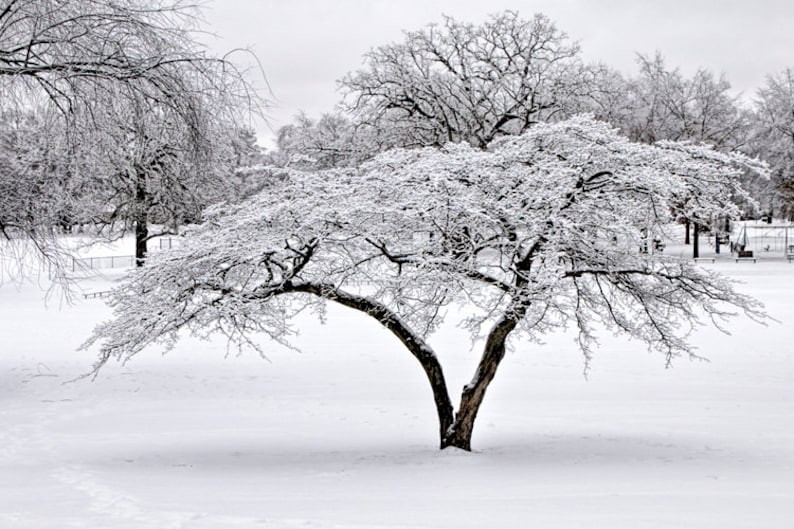 City Park Trees in White with Snow covered Branches in Garfield Park Grand Rapids Michigan No.0996 A Black and White Fine Art Photograph