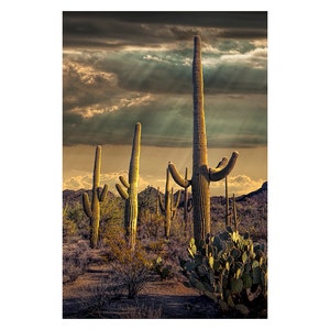 Saguaro Cactus Desert Landscape Photo: Tucson, Arizona Art Decor
