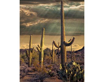 Saguaro Cacti Home Wall Decor with Sunbeams, Saguaro National Park, Desert Landscape Photo, Tucson Arizona, Arizona Photograph, Art Decor