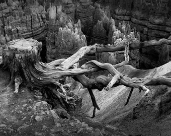 Bryce Canyon, National Park, Pine Tree Stump and Roots, on a Ridge, in Utah, Black and White, Fine Art Landscape, Utah Photograph, Print