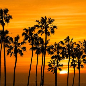 Palm Trees, Cabrillo Beach, Tropical Sunset, California Beach, Los Angeles, California Landscape, Fine Art Seascape, California Photograph