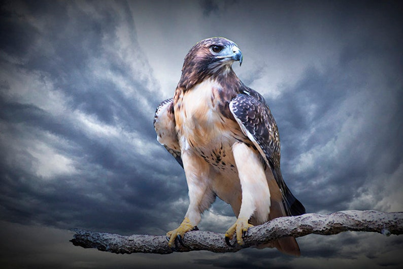 Rotschwanzfalke Porträtfotografie, Wildtiervogelkunst, Raubvogel thront, Hühnerfalke, Waldwald, Raubvogel, Vogelfotografie Bild 1