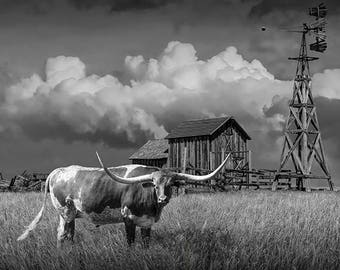 May include: Black and white photograph of a Texas Longhorn in a field with a barn and windmill in the background. The Longhorn has long, curved horns and stands in tall grass. The sky is filled with dramatic clouds.