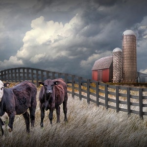 Cattle along a Black Fence in Farm Landscape Wall Decor with Rustic Barn, Agricultural Farmhouse Wall Decor Photograph, Rural Landscape Art image 2