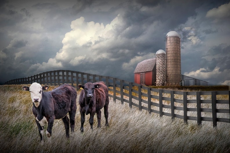 Cattle along a Black Fence in Farm Landscape Wall Decor with Rustic Barn, Agricultural Farmhouse Wall Decor Photograph, Rural Landscape Art image 2