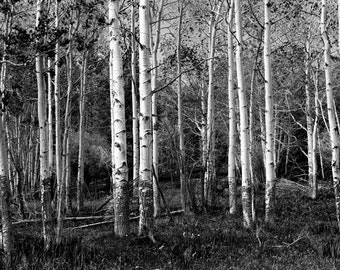 Birch Trees in a Grove in the State of Wyoming No. 0126 A Black and White Nature Fine Art Landscape Photograph