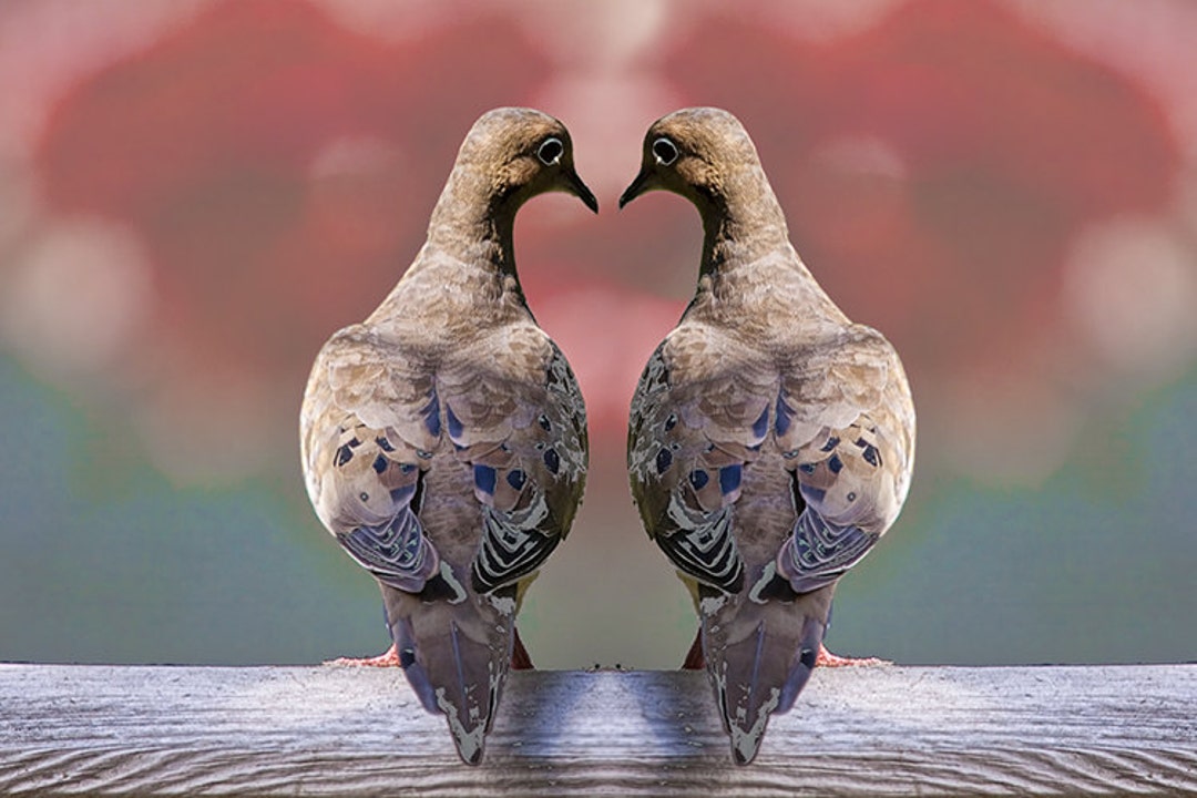 Palomas de luto enamoradas en forma de corazón: Fotografía
