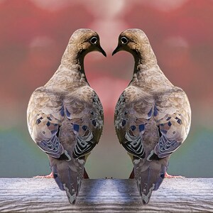 Dove Mourning Birds in Love Romance with the shape of a Valentine Heart No.100 Alt2 A Fine Art Bird Photograph