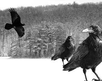 Black Ravens Winter Woods Fine Art Photograph