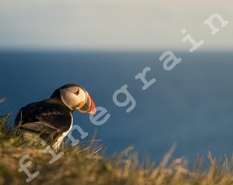 Framed Icelandic Puffin Photograph: Westfjords Sunset Bird Wall Art