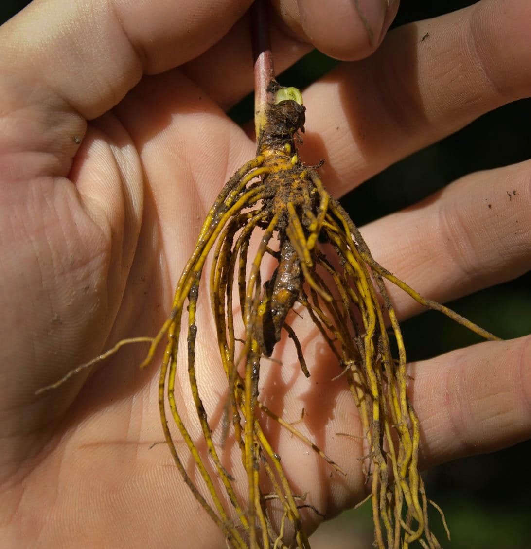Goldenseal Roots (live, fresh roots) for transplanting - 10, 20, 30, & 40 root bundles available