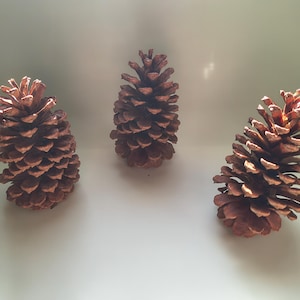 May include: Three brown pine cones with textured surfaces are arranged on a light background. The pine cones are in varying sizes and are positioned in a way that suggests a natural, rustic theme.