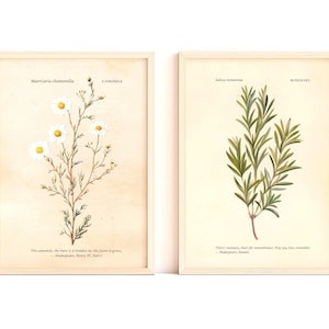 May include: Two framed botanical prints. One features chamomile with white petals and yellow centers, the other rosemary with green leaves. Both are vintage-style illustrations with text, set against a cream background.