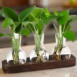 Glas Hydroponic Vase Station mit Holzsockel, Pflanzenvermehrung Terrarium für Home Décor, Vasenhalter mit 3 oder 5 Glasfläschchen