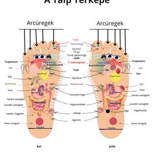 Talpreflexológia térkép HU/EN