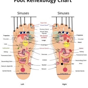 Tabel voetreflexologie